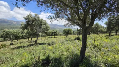 Rustic Finca in Polígono Betis photo 11