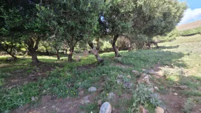 Rustic Finca on Camino Dehesa de Las Piñas photo 23