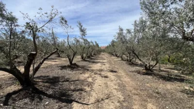 Finca rústica en venta en Carretera de Maspujols, Riudoms de 106.000 €