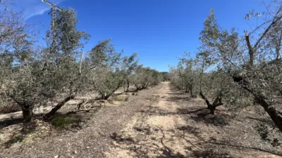 Finca rústica en venta en Carretera de Maspujols, Riudoms de 106.000 €