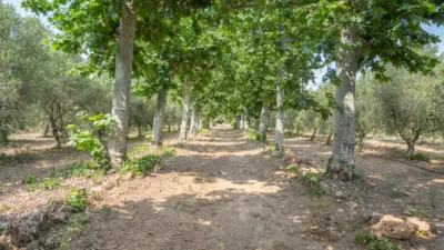 Finca rústica en venta en Camí de la Pedrera del Cobic, 21, Mestral (Reus) de 598.000 €