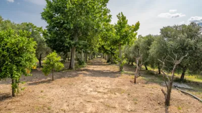 Finca rústica en venta en Camí de la Pedrera del Cobic, 21, Mestral (Reus) de 598.000 €
