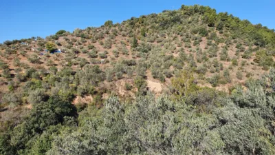 Rustic finca in Olesa de Montserrat photo 2