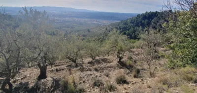 Rustic finca in Olesa de Montserrat photo 8