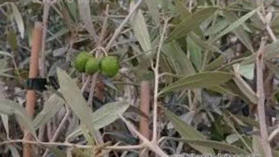 Rustic farm in Pasaje Zona El Barrio, No. 1 photo 9