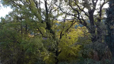 Rustic Finca in Cuesta Cal Ramon photo 18