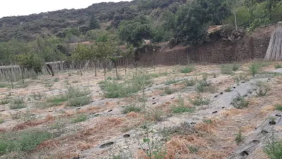Rustic farm on Ctra Mairena photo 4