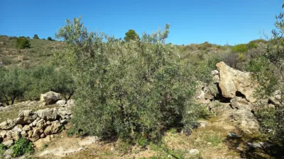 Rustic farm on Calle del Mimbre photo 2