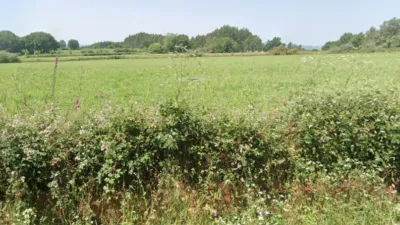 Rustic farm in Calle Merlin photo 4