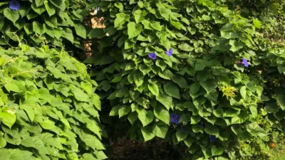 Casa adosada en venta en Santanyí, Santanyí de 2.480.000 €