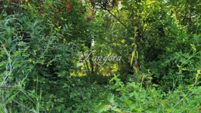 Rustic farm on Olakoibar Street photo 6