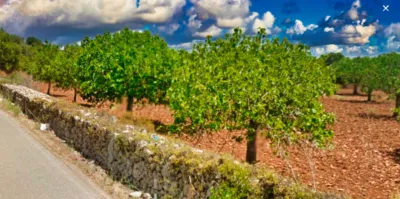 Finca rústica en venta en Polígono 16, Número 63, Porto Cristo (Manacor) de 945.000 €