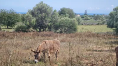 Finca rústica en venta en Polígono 9, Parcela 138, Sa Marineta (Manacor) de 390.000 €
