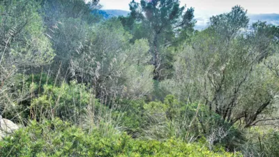 Finca rústica en venta en Polígono 34, Parcela 1254, Manacor de 485.000 €