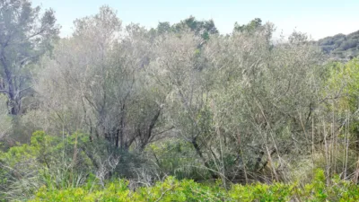 Finca rústica en venta en Polígono 34, Parcela 1254, Manacor de 485.000 €