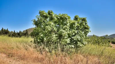 Casa rústica en venta en Calle Ma 4040, Kilómetro 10, Son Servera de 1.499.000 €