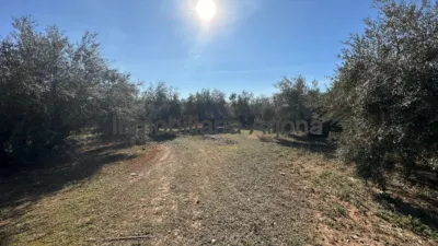 Rustic farm on Puente Genil Road photo 3