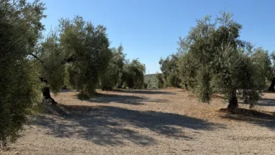 Rustic farm on Carretera de Córdoba photo 3