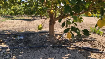 Rustic Finca on Camino Huerta De Abajo photo 6