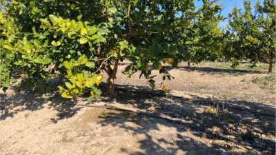 Rustic Finca on Camino Huerta De Abajo photo 8