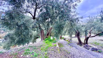 Rustic Finca in Pasaje Cortijo El Peñon photo 27