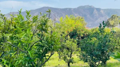 Chalet in Carril de los Silvestres photo 19