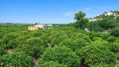 Rustic finca in Pego photo 24