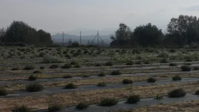 Rustic Finca in Benigànim photo 6