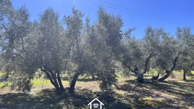 Rustic finca in Cabra photo 7