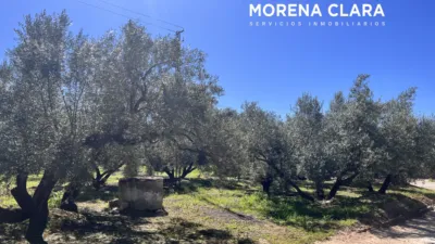 Rustic finca in Cabra photo 10