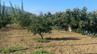 Rustic Finca in Centro photo 8