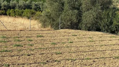 Rustic Finca in Centro photo 5