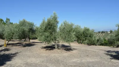 Rustic farm on Calle de la Iglesia, 1 photo 2