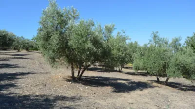 Rustic farm on Calle de la Iglesia, 1 photo 7