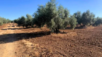 Rustic farm in Ventorros de La Laguna photo 3