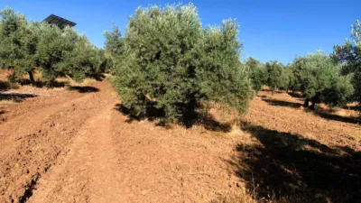 Rustic farm in Ventorros de La Laguna photo 5