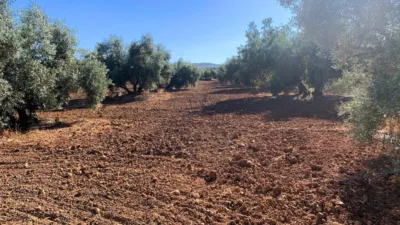 Rustic farm in Ventorros de La Laguna photo 4