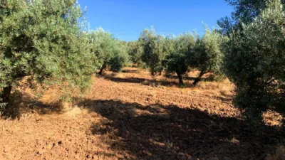 Rustic farm in Ventorros de La Laguna photo 2