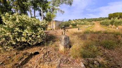 Rustic Finca in Salinas photo 79