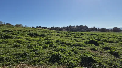 Rustic Finca in Alhama de Granada photo 8
