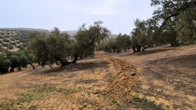 Rustic farm on Calle Riofrio, No. 1 photo 15