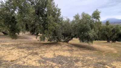 Rustic farm on Calle Riofrio, No. 1 photo 10