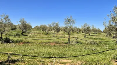 Rustic farm for sale in Moraleda de Zafayona photo 10