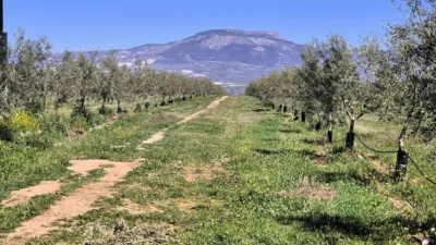 Rustic farm for sale in Moraleda de Zafayona photo 2