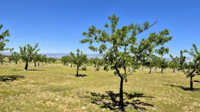Rustic farm for sale in Moraleda de Zafayona photo 6
