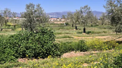 Rustic farm for sale in Moraleda de Zafayona photo 9