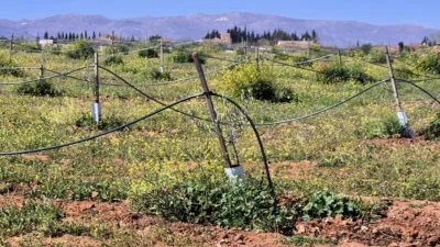 Rustic farm for sale in Moraleda de Zafayona photo 18