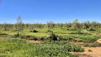 Rustic farm for sale in Moraleda de Zafayona photo 32