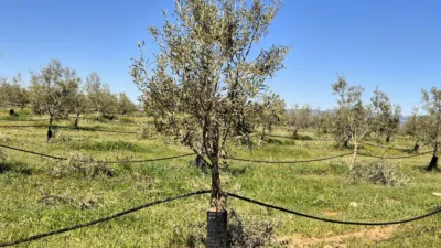 Rustic farm for sale in Moraleda de Zafayona photo 5