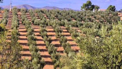 Rustic farm in Dehesa de los Montes photo 22